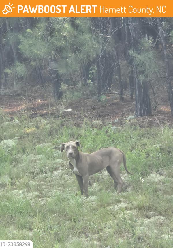 Found/Stray Female Dog last seen Josey Williams/Wire Rd, Harnett County, NC 28339