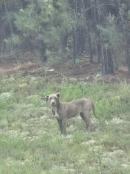 Found/Stray Female Dog last seen Josey Williams/Wire Rd, Harnett County, NC 28339