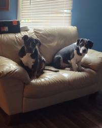 Reunited Female Dog last seen Near Block Cane Run Rd, Louisville, KY 40216
