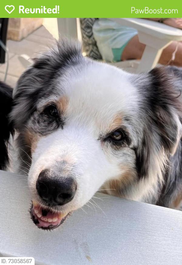 Reunited Male Dog last seen Lexington road, Green Oaks, IL 60048