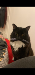 Lost Male Cat last seen Behind West End Road, by the alleyways , Greater London, England UB1