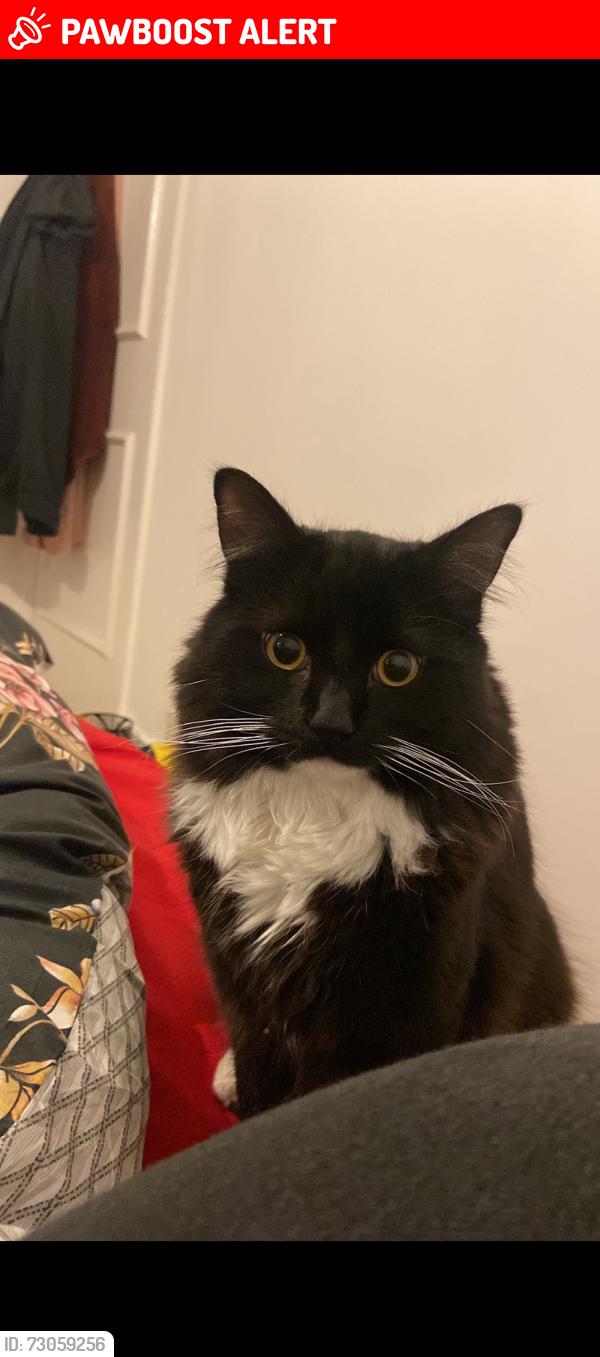 Lost Male Cat last seen Behind West End Road, by the alleyways , Greater London, England UB1