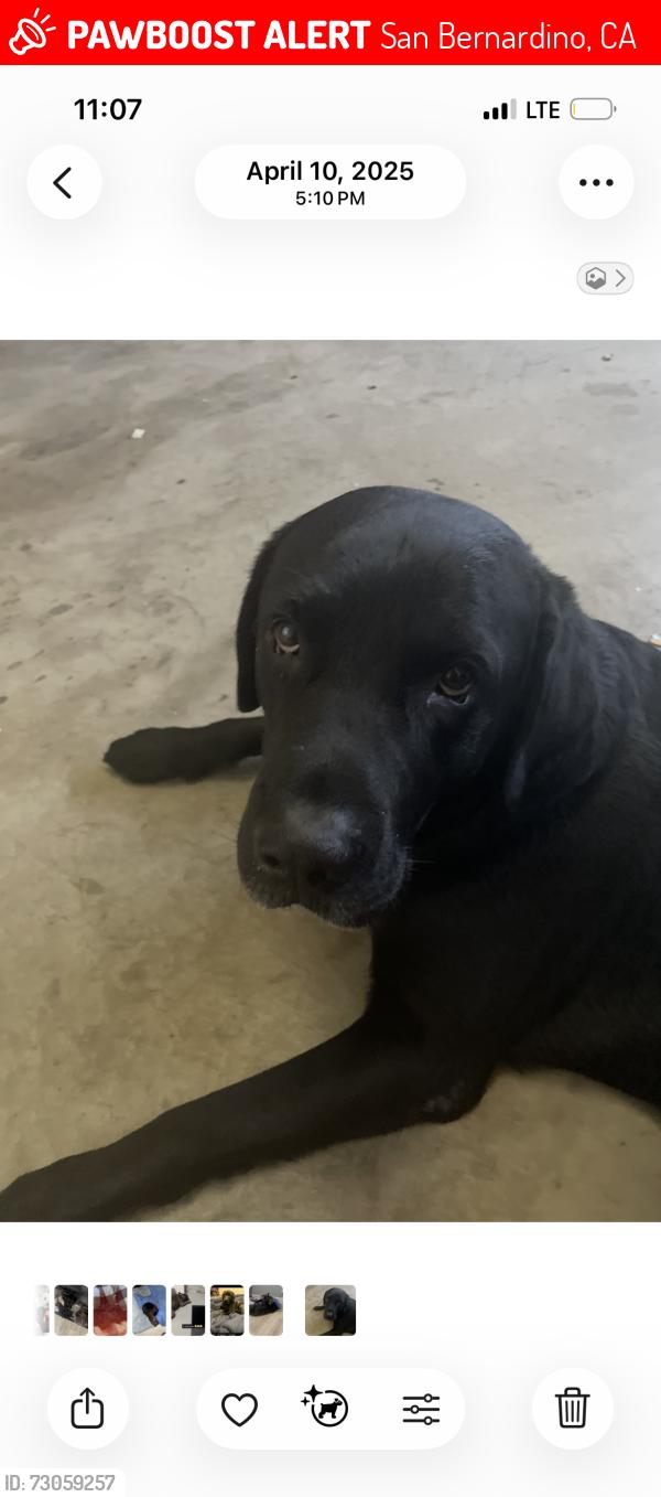 Lost Male Dog last seen N medical center dr/ baseline, San Bernardino, CA 92411