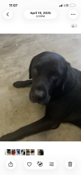 Lost Male Dog last seen N medical center dr/ baseline, San Bernardino, CA 92411