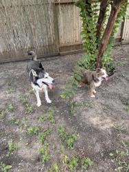 Found/Stray Male Dog last seen Near Lockspring, San Antonio, TX 78254
