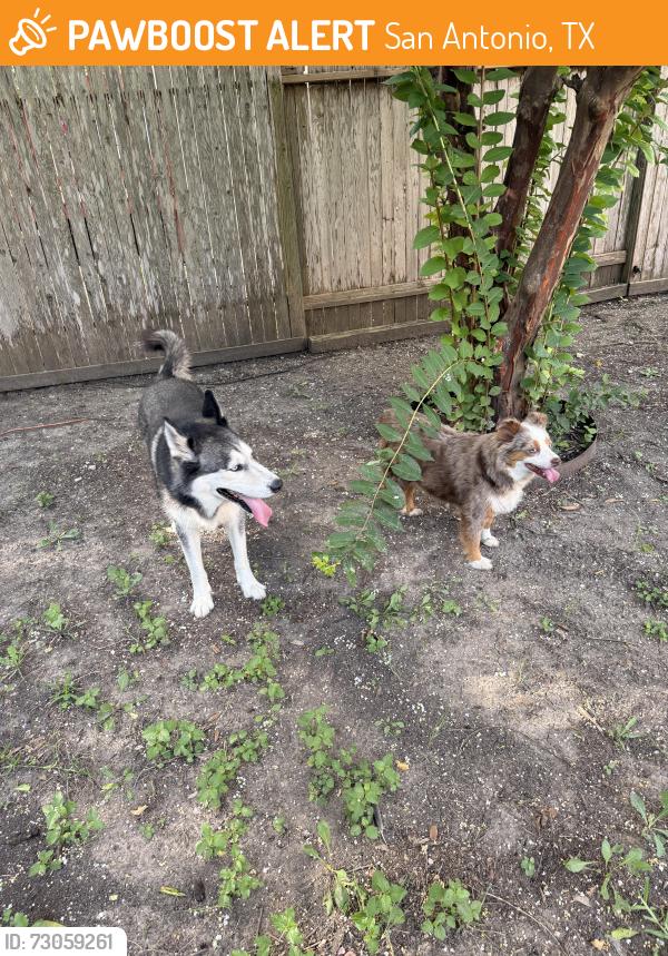 Found/Stray Male Dog last seen Near Lockspring, San Antonio, TX 78254