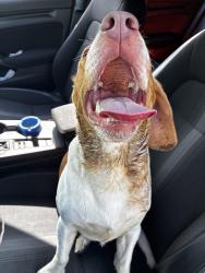 Reunited Male Dog last seen Wolf lake, Chicago, IL 60827