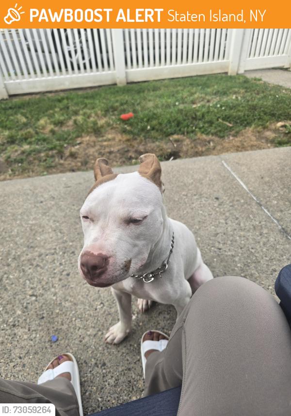 Found/Stray Female Dog last seen Post Lane and Mersarau, Staten Island, NY 10302