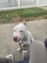 Found/Stray Female Dog last seen Post Lane and Mersarau, Staten Island, NY 10302