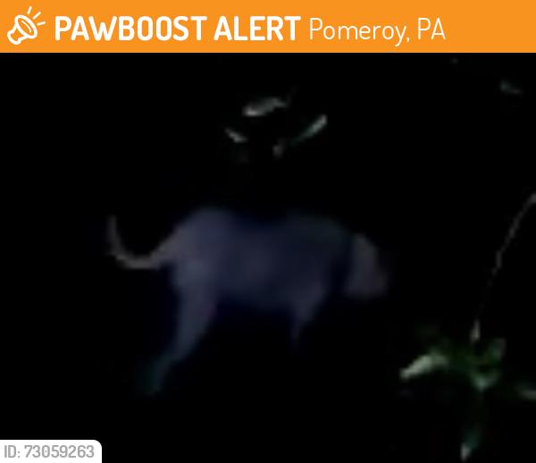 Found/Stray Unknown Dog last seen Near Stottsville Inn, Pomeroy, PA 19320