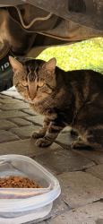 Found/Stray Unknown Cat last seen Highway 99, Tomball, TX 77377