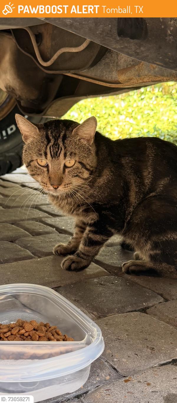 Found/Stray Unknown Cat last seen Highway 99, Tomball, TX 77377