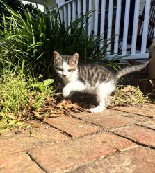 Lost Male Cat last seen Highway 109 in Wallburg, Winston-Salem, NC 27107