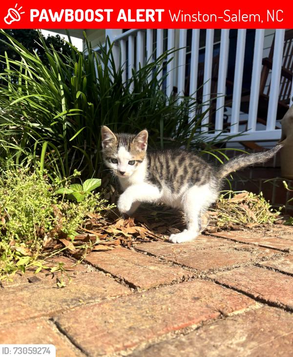 Lost Male Cat last seen Highway 109 in Wallburg, Winston-Salem, NC 27107