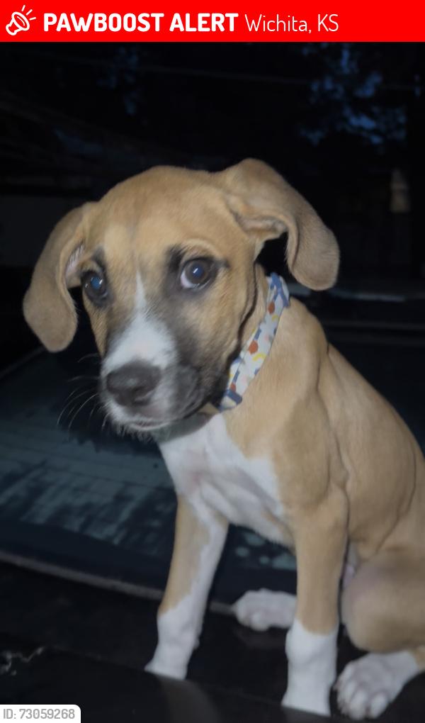 Lost Male Dog last seen Cloud Elementary School, Wichita, KS 67204