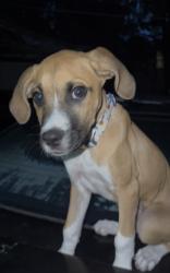 Lost Male Dog last seen Cloud Elementary School, Wichita, KS 67204