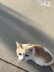 Found/Stray Male Cat last seen 152nd and Daphne, Gardena, CA 90249