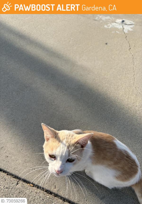 Found/Stray Male Cat last seen 152nd and Daphne, Gardena, CA 90249