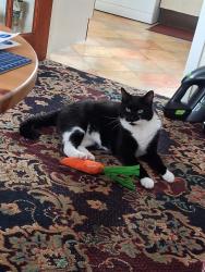 Lost Male Cat last seen At home in garden, Bath and North East Somerset, England BA3 3XJ