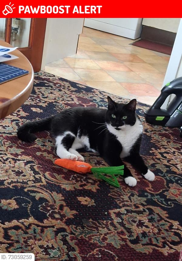 Lost Male Cat last seen At home in garden, Bath and North East Somerset, England BA3 3XJ