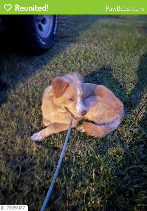 Reunited Female Dog last seen 19/Cherry Lake, Groveland, FL 34753