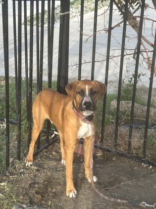 Shelter Stray Male Dog last seen Near ST LOUIS AVE, Central District, TX, 355 Hillshire Dr, Haslet, TX 76052, USA