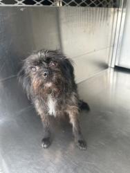 Shelter Stray Female Dog last seen Near E DAVIS AVE, Central District, , 355 Hillshire Dr, Haslet, TX 76052, USA