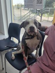 Shelter Stray Female Dog last seen Near Boat Club Rd, North District, TX, 355 Hillshire Dr, Haslet, TX 76052, USA