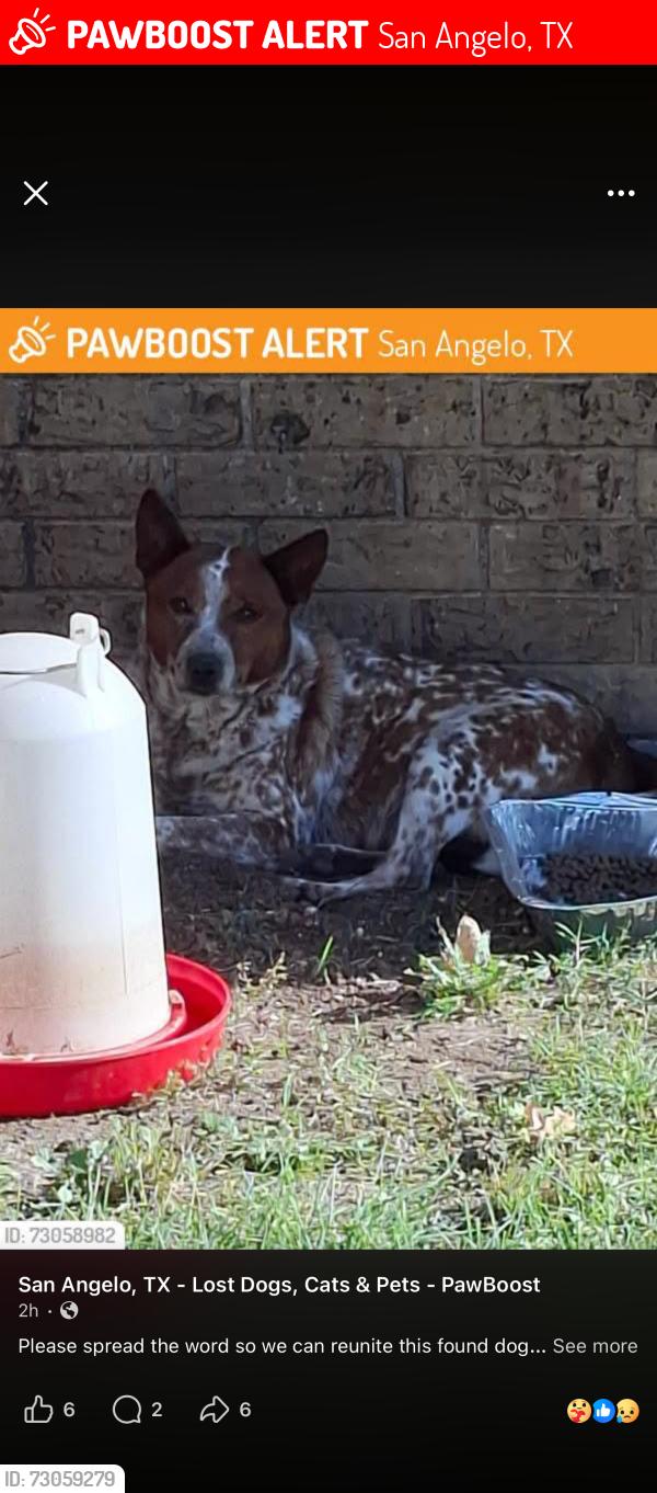 Lost Male Dog last seen Junius St, San Angelo, TX 76901
