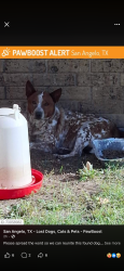 Lost Male Dog last seen Junius St, San Angelo, TX 76901