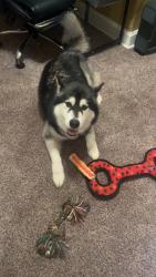 Found/Stray Male Dog last seen chateau Traffic Way, Kansas City, MO 64117