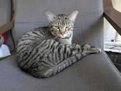 Reunited Male Cat last seen Bayview ave and Sheppard ave, Toronto, ON M2K