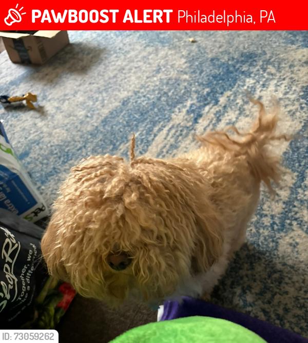 Lost Male Dog last seen Napa st, Philadelphia, PA 19145
