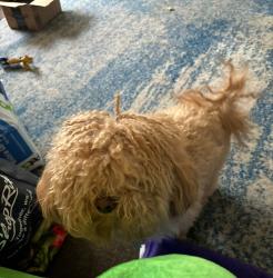 Lost Male Dog last seen Napa st, Philadelphia, PA 19145