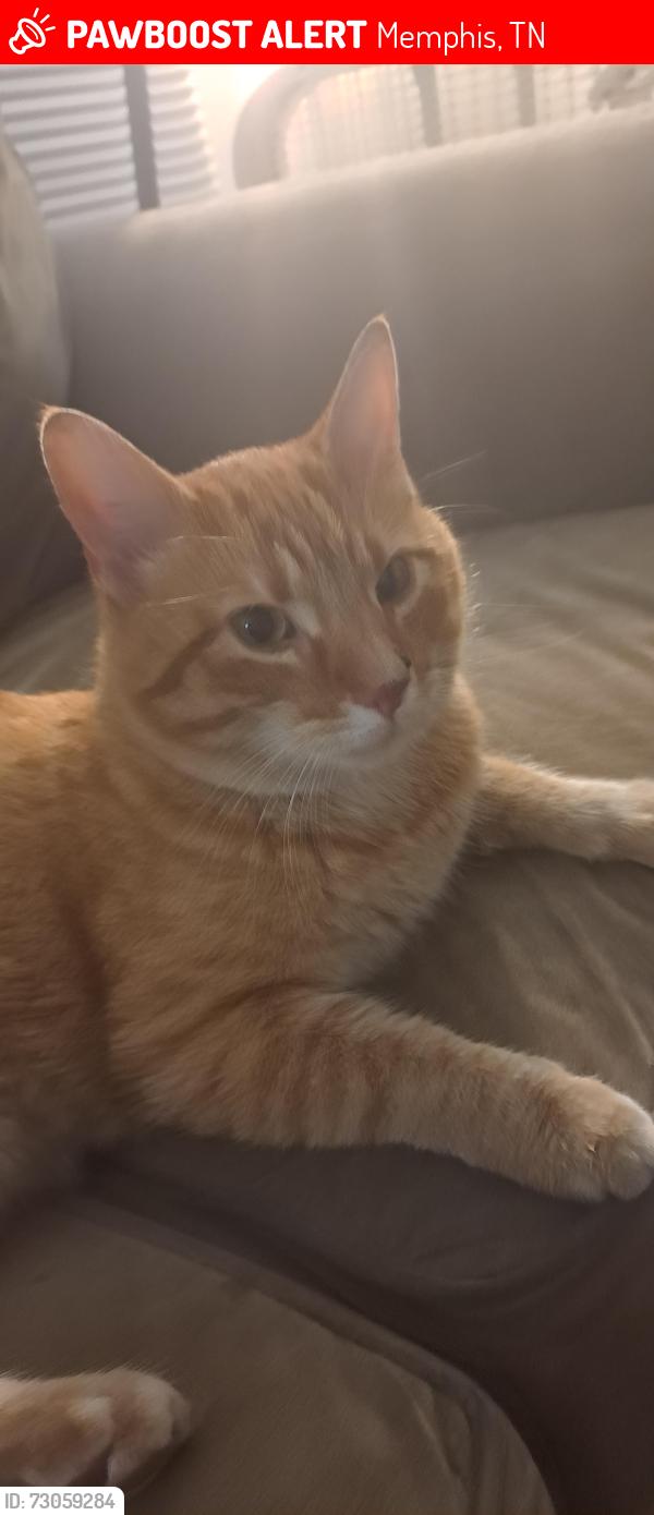 Lost Male Cat last seen Midtown, Evergreen District, Memphis, TN 38112