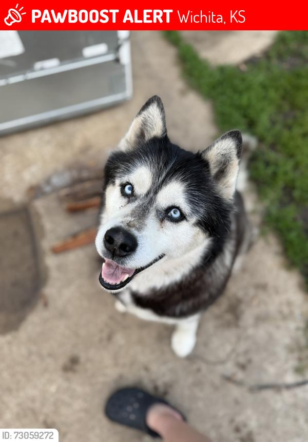 Lost Male Dog last seen Downtain and 31st, Wichita, KS 67217