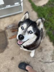 Lost Male Dog last seen Downtain and 31st, Wichita, KS 67217