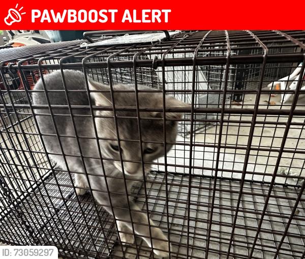 Lost Unknown Cat last seen East River Rd, Muskegon Township, MI 49457