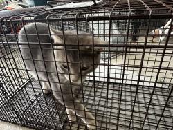 Lost Unknown Cat last seen East River Rd, Muskegon Township, MI 49457