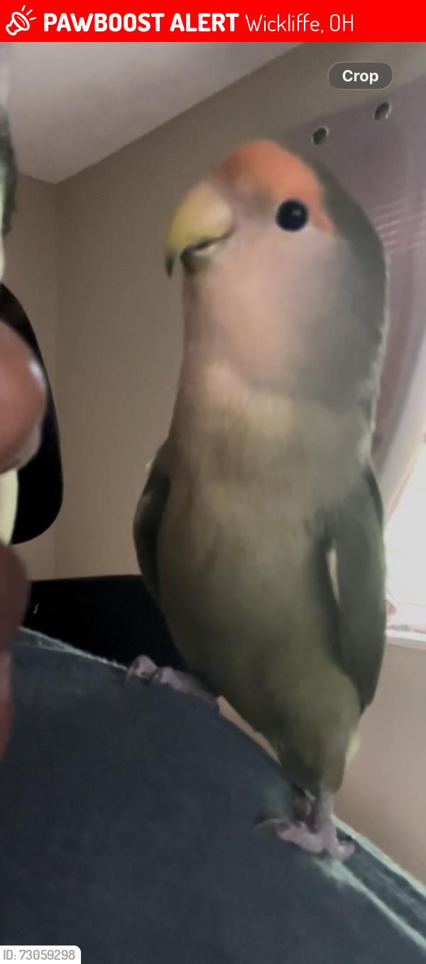 Lost Male Bird last seen Euclid, Wickliffe, OH 44092