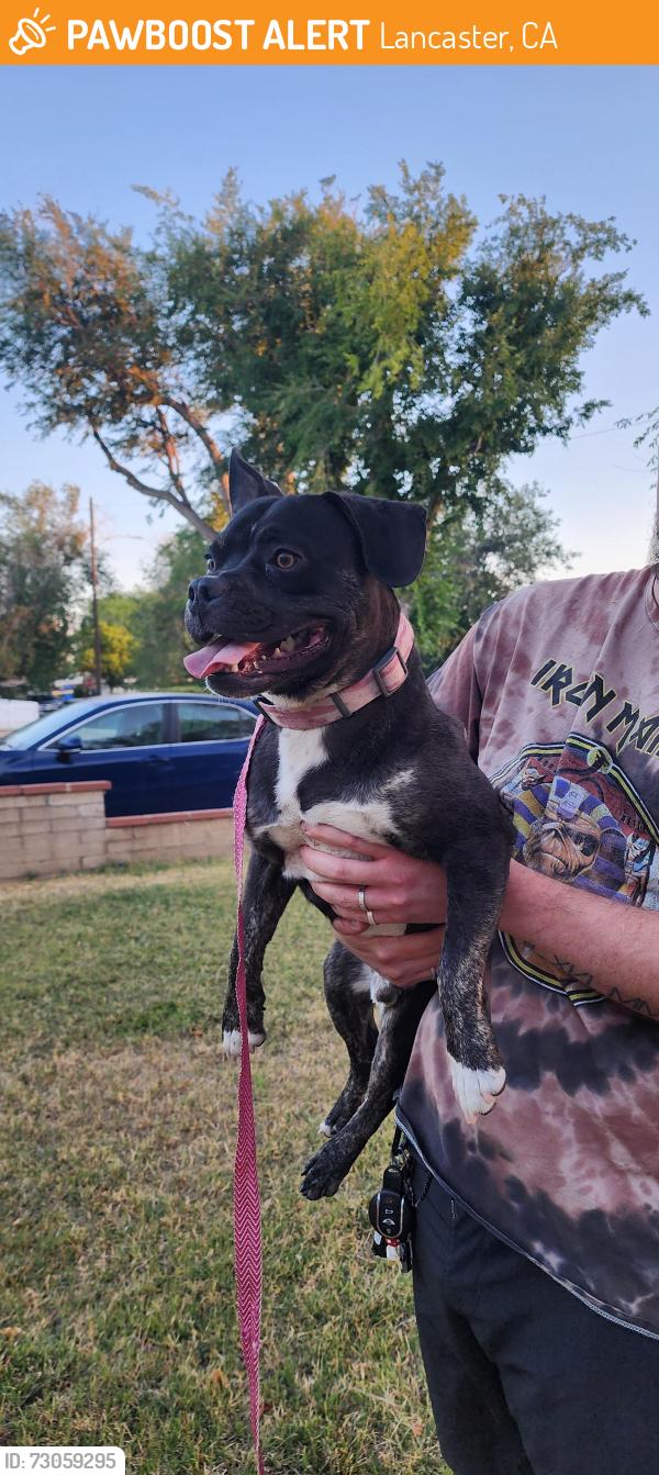 Found/Stray Male Dog last seen Ave just and elm, Lancaster, CA 93534