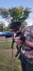 Found/Stray Male Dog last seen Ave just and elm, Lancaster, CA 93534