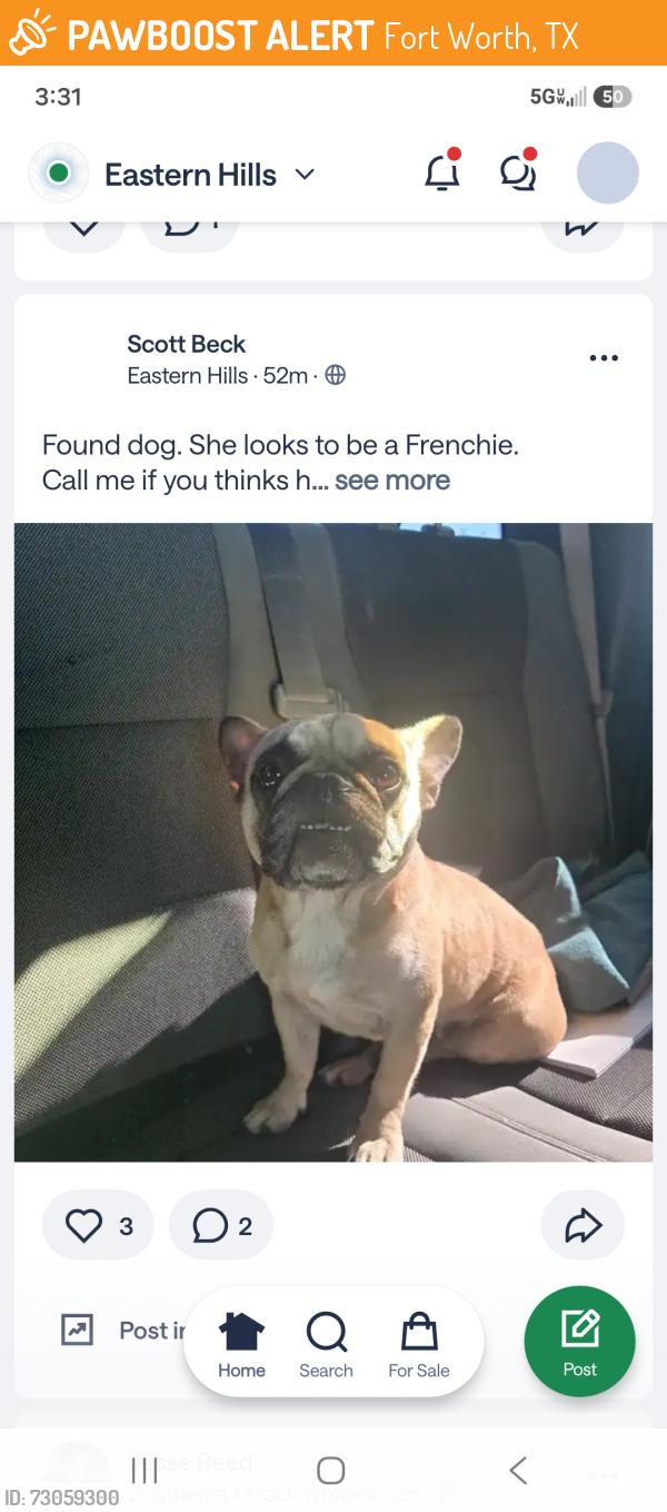 Found/Stray Female Dog last seen Hsndley Ederville, Fort Worth, TX 76112