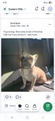 Found/Stray Female Dog last seen Hsndley Ederville, Fort Worth, TX 76112