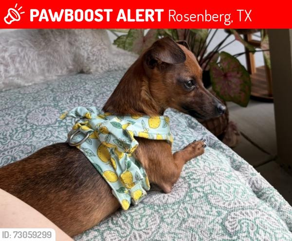 Lost Female Dog last seen Rosenberg Town Center (Town Center Lofts), Rosenberg, TX 77471