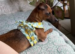 Lost Female Dog last seen Rosenberg Town Center (Town Center Lofts), Rosenberg, TX 77471
