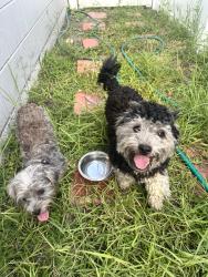 Reunited Unknown Dog last seen Garwood drivw, Orlando, FL 32822
