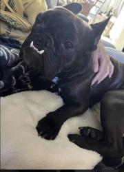 Reunited Female Dog last seen L street , Capitol Heights, MD 20743
