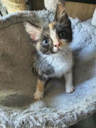 Shelter Stray Female Cat last seen Near S 4000 W, Bluffdale, UT, 84065, 511 W 3900 S, Salt Lake City, UT 84123, USA