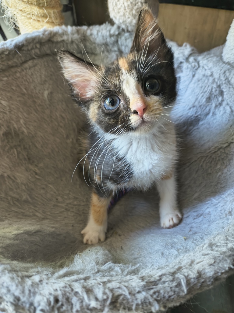 Shelter Stray Female Cat last seen Near S 4000 W, Bluffdale, UT, 84065, 511 W 3900 S, Salt Lake City, UT 84123, USA